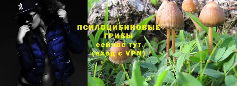 Галлюциногенные грибы MAGIC MUSHROOMS  Дедовск 